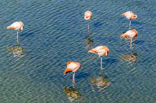Flamenco - isla Isabela - islas Galápagos - Ecuador 9.jpg